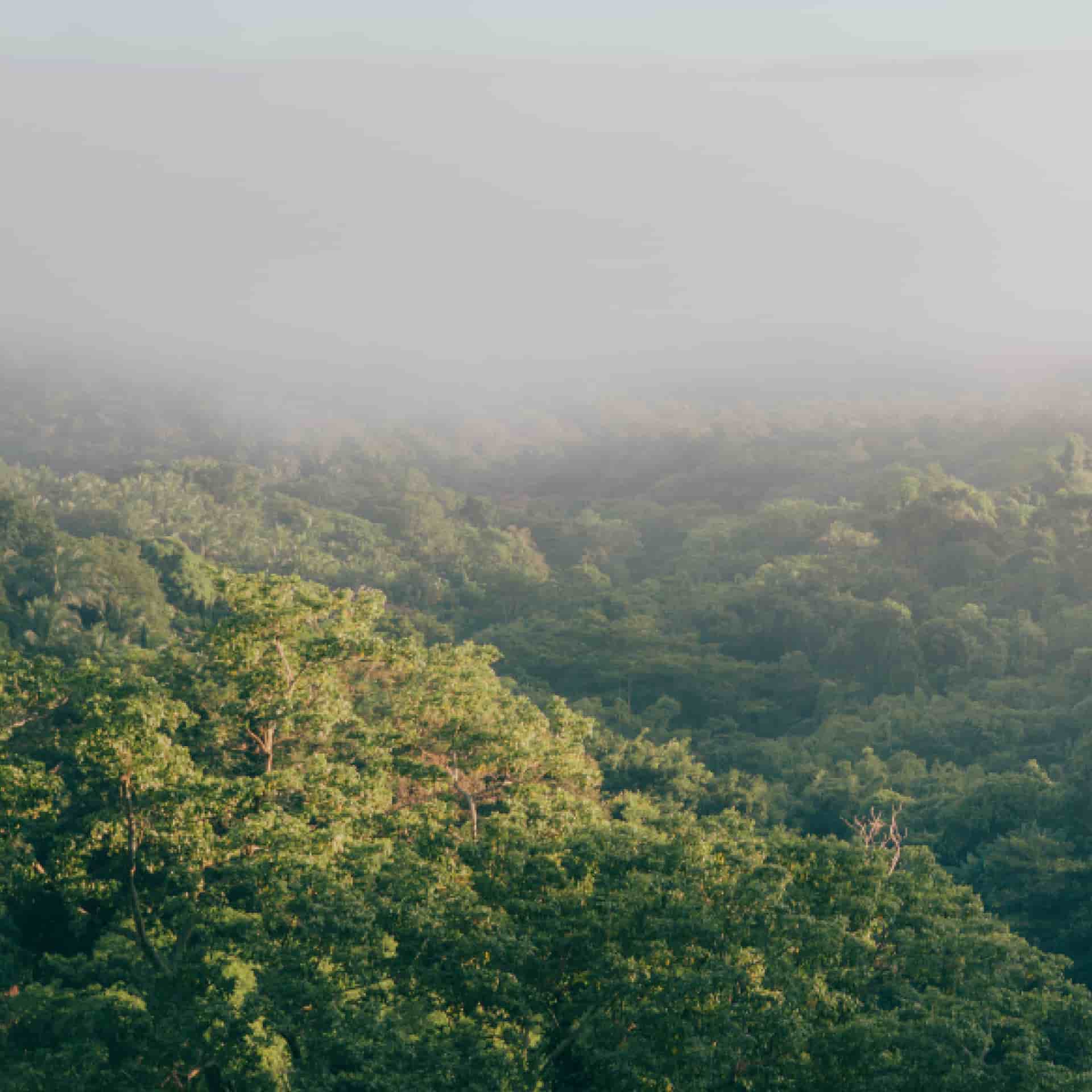 Aerial view of a forest